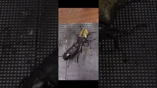 HERCULES BEETLE VS STAG BEETLE bugs animals [upl. by Atiluj]