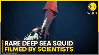 Rare bright bioluminescent squid filmed by scientists  WION [upl. by Eeram]