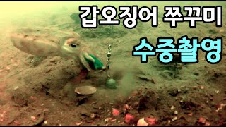 금어기 해제직전 안면도 좌대 쭈갑 수중영상 [upl. by Aicia]