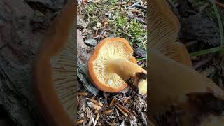 lactarius volemus lactariusvolemus mushroom mushroomhunter foraging mushroomforaging nature [upl. by Chobot]