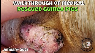 January Rescued Guinea Pigs Walkthrough [upl. by Heydon]