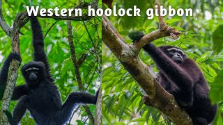 Western Hoolock Gibbon  documentary film  Hollongapar Gibbon Sanctuary  Assam [upl. by Brunn]