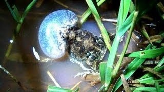 Pereréca Inchando e Cantando Physalaemus marmoratus [upl. by Mollie]