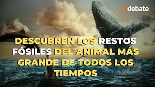 Descubren los restos fósiles del animal más grande de todos los tiempos [upl. by Brandon]