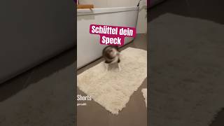 Schüttel dein Speck Amy  chihuahua shorts [upl. by Kinsler]