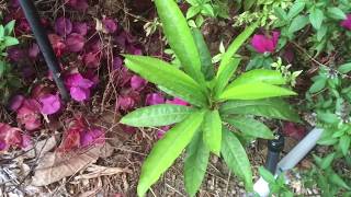 Growing Canistel Trees Egg Fruit or Yellow Sapote [upl. by Prochoras556]