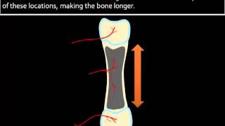 Bone Formation Growth [upl. by Hutchins202]