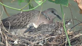 Spotted Dove Spilopelia chinensis Malaysia 20170519151413m2ts [upl. by Deroo93]