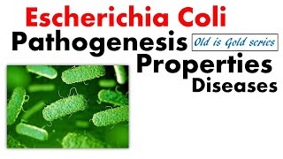 E coli bacteria microbiology  pathogenesis Symptoms and disease [upl. by Ibbie]