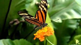 Orangespotted Tiger Clearwing Mechanitis polymnia in Slow Motion Ƹ̵̡Ӝ̵̨̄Ʒ [upl. by Grazia111]