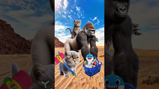 cute kitten and gorilla take my baby shark cat cutecat trendingshorts [upl. by Elodea139]