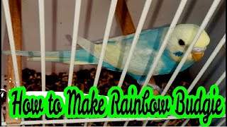 How to Produce Rainbow Budgies  Best way to make Australian Rainbow Budgie [upl. by Gnik]