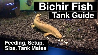 Senegal Bichir Care Guide  Feeding amp Size [upl. by Eednak592]