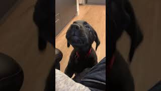 Labrador puppy yapping for attention [upl. by Tshombe]