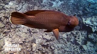 Kurzvideo Napoleon Fisch Hurghada Red Sea Egypt [upl. by Dukie]