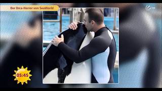 Schwere Vorwürfe gegen SeaWorld Kasatka RIP † 15082017 [upl. by Harwin]