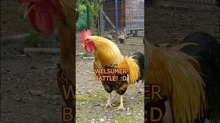 Battle of the Welsummer roosters 🐓💪 zwergwelsumer welsummerchicken hühner roosters bantams [upl. by Eissert]