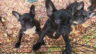 Frenchie Nation 2023 French Bulldog Puppies [upl. by Airotcivairam]