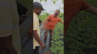 मल्टी लेयर सब्जीया using Regenerative Agri multilayerfarming regenerativefarming vegetablegarden [upl. by Milty394]