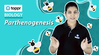 Parthenogenesis  Reproduction in organisms  Class 12 Biology CBSENCERT [upl. by Friedrick]