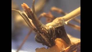 Idolomorpha Lateralis Mantis Eating [upl. by Grane]