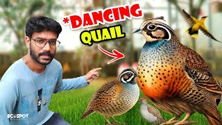 10000 രൂപയുടെ BUTTON QUAIL നെ വാങ്ങി  Bought 30 Fancy BUTTON Quail From the PET SHOP [upl. by Searcy]