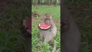 Cambodia Animals Wild monkeys amp Fresh Watermelon 77 [upl. by Jeconiah]