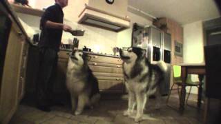 Feeding two Alaskan Malamutes [upl. by Jade]