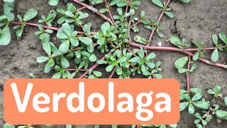 La Verdolaga Portulaca oleracea como planta bioindicadora del suelo [upl. by Salbu]