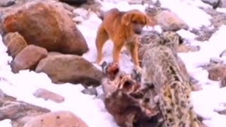 Un peculiar encuentro entre un Leopardo de las Nieves y un Canino en el Himalaya [upl. by Sellers]