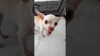 Niki try to say something😂 chiuahua mreviatar nikiozeri angrychihuahua animals [upl. by Elvina]