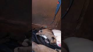 Cute Puppies Barking and Crying While Fighting for Milk puppies dog shorts [upl. by Eniroc]