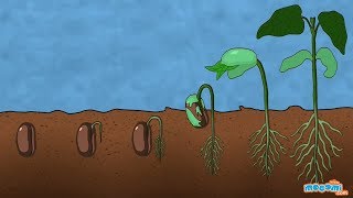 What is Germination of Seed  Plant Science for Kids  Educational Videos by Mocomi [upl. by Keldon]