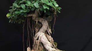 How to start making a bonsai tree from a thick cutting in a quick and easy way viralvideo fb [upl. by Ttevy]