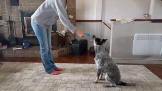 Australian Cattle dog 5 months training and tricks [upl. by Atsyrt]