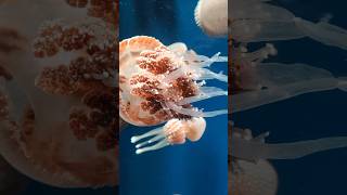 jellyfish facts in hindi  facts about jellyfish in hindi  jellyfish facts jellyfish shorts [upl. by Xanthe]