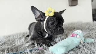 Lexi  Brindle French Bulldog Female  Available Now​ [upl. by Tebzil87]