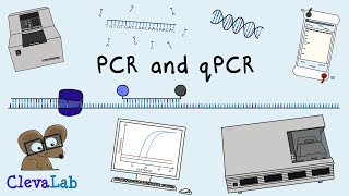 What is PCR and qPCR  PCR Animation [upl. by Peggi412]