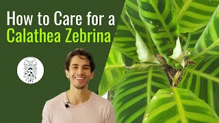 How to Care for a Calathea Zebrina [upl. by Akinorev718]