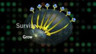 The Met Signaling Pathway and Cancer [upl. by Freberg]