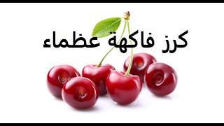 كرز cerasus طرق تكاثر وتسميد ورى حلقة 238 [upl. by Annie]