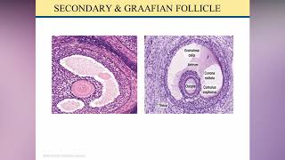 Histologi Sistem Reproduksi Wanita video kedua dari 4 videoOvarium [upl. by Gnilsia]