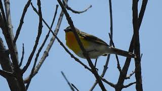 Yellowbreasted Chat is a fairly rare bird in central Iowa [upl. by Esinwahs836]