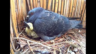 Des bébés pigeons sur mon balcon  Sony Action Cam [upl. by Sorcha]