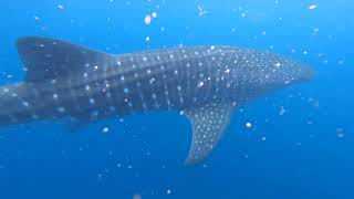 Swimming with whale sharks 🦈 [upl. by Brechtel155]