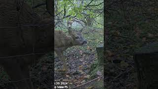 Roe Deer Visiting Pine marten Stump this Morning wildlife [upl. by Annaira]