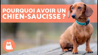 AVANTAGES davoir un TECKEL 🐶✅ Top 10 des raisons [upl. by Florry]