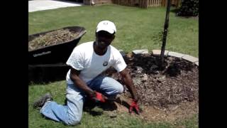 How to install a Retaining Brick around a Tree [upl. by Daffie]