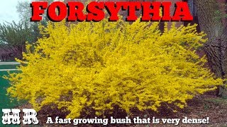 Forsythia  Oleaceae  Beautiful but very invasive Grow with care [upl. by Etnelav]