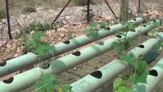 Soilless farming in India  hydroponic gardening grows organic plants fast  कैसे करे cultivation [upl. by Eatnahs]